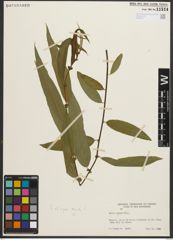 Foto von Salix nigra Marshall